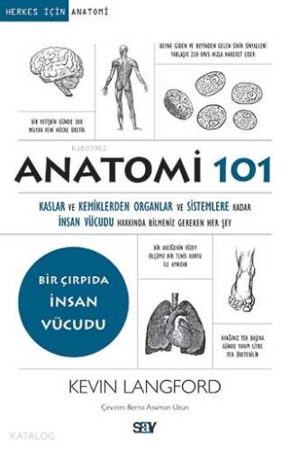 Anatomi 101; Kaslar ve Kemiklerden Organlar ve Sistemlere kadar İnsan Vücudu Hakkında Bilmeniz Gereken Her Şey - 1