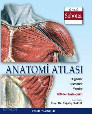 Anatomi Atlası Sobotta Çizimleri - 1