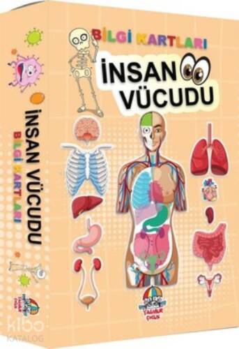 İnsan Vücudu - Bilgi Kartları - 1